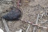 Jaguarari: Dois fetos foram encontrados no lixão