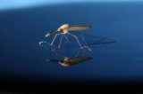 Mutação genética elimina uma população de mosquitos transmissores da malária
