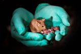 Cientistas conseguem reproduzir filhotes de ratos de casais do mesmo sexo