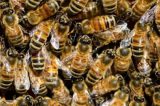 Senhor do Bonfim: Criança de 3 anos morre após ser picada por abelha