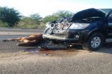 Petrolina: Animal é atropelado por veículo na estrada do Rodeadouro