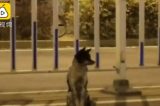 O cão que está há 80 dias em estrada esperando dona que morreu