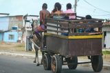 Justiça determina que prefeito regulamente fim de tração animal no Recife