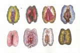 Anatomia de uma intimidade confusa: quando uma vagina normal se transforma num complexo