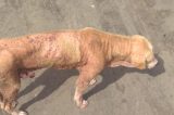 Cachorros mordem pessoas nas ruas de Juazeiro