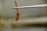 Escorpião vence o câncer: veneno do aracnídeo pode ajudar no tratamento da doença