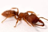 A incrível formiga drácula, que tem as mandíbulas mais potentes do mundo animal