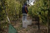 A dura rotina de quem trabalha nas plantações de maconha na Califórnia