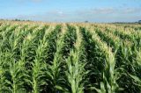 Estudo da Embrapa desvenda cultivo do milho pela humanidade