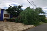 Vento forte da chuva arranca arvores em Juazeiro; vídeo