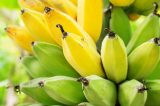 Como a Holanda conseguiu plantar sua primeira safra de bananas sem usar terra