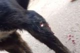 Policial atira em cachorro e alega defesa, mas internautas se indignam