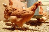 Após Filipinas, Hong Kong também suspende importações de frango do Brasil por temor de coronavírus