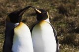 Casal pinguins gays: os melhores pais