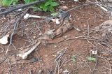 Ossada humana encontrada em Afrânio Ossada humana encontrada em Afrânio