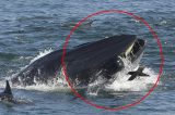 Veja imagens: baleia engole e “cospe” mergulhador