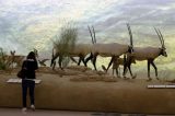 Catar inaugura seu Museu Nacional