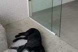 Cachorro espera por dono morto em frente à UPA durante quatro dias