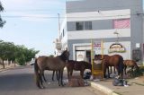 Triste Juazeiro! Na terra onde vaqueiro manda, animais soltos pelas ruas é atração fatal