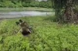 Crocodilo gigante salta de riacho e persegue pescador atrás de peixe; assista