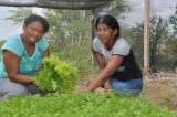 Viveiro comunitário estimula produção agroecológica no interior de Sobradinho