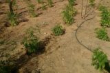 Polícia destrói plantação com mais de 3 mil pés de maconha em Lagoa Grande