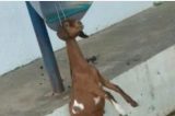 Bode morre enforcado em orelhão em Lagoa Grande(PE)