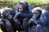 Os chimpanzés têm suas próprias culturas – mas a atividade humana está acabando com a diversidade