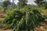 Aproximadamente 30 mil pés de maconha são erradicados no Sertão de PE
