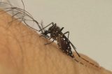 Cientistas alertam para risco de chikungunya em áreas de mata