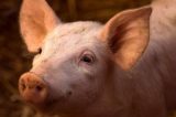 Cientistas conseguem reativar cérebros de porcos quatro horas após morte
