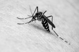 Avanço da dengue deixa cerca de mil cidades em patamar de epidemia