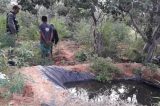 Policia erradica plantio de maconha no sertão
