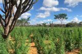 Polícia localiza plantação com 120 mil pés de maconha