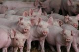 Inflação sem freio: carne de porco registra aumento de até 50% em outubro