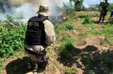 Mais de 270 mil pés de maconha são erradicados no Sertão