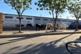 Invasão de animais na cidade de Juazeiro