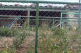 Matagal, lixo e falta de segurança tomam conta da Escola CAIC, em Juazeiro