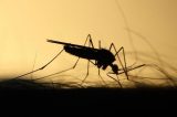 Bahia tem mais de 40 mil casos de dengue; Feira registra maior número de mortes