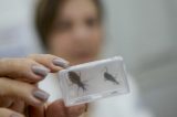 Doença de Chagas: Pernambuco tem 40 cidades com barbeiros infectados