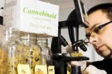 Sommelier de maconha, um novo ofício no Canadá