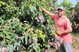 Produtores de Pernambuco esperam isenção da tarifa de 50%