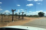 Poda de árvores em Juazeiro é coisa de primeiro mundo