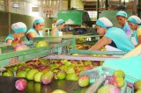 O agro brasileiro alimenta 800 milhões de pessoas, diz estudo da Embrapa
