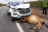 Salgueiro: Vaca é atropelada na BR 116