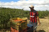 Vale do São Francisco: agricultor desembolsa R$ 5 mil ou 250 caixas por hectare para custear a acerola