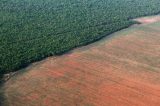 Estudo indica que desmatamento na Amazônia Legal é o maior em 15 anos Estudo indica que desmatamento na Amazônia Legal é o maior em 15 anos