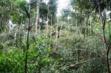 O bambu que está colocando em risco a floresta no sudoeste da Amazônia