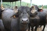Preconceito contra búfalos prejudica criadores