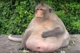 Macaco obeso que fez dieta desaparece na Tailândia